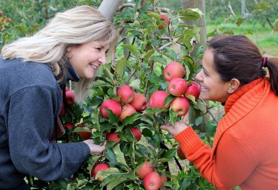 Alejandra Feldman y Celina CATERING en su visita a las plantaciones de manzanas Pink Lady Europe